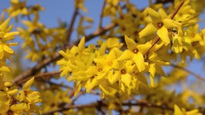 Форзиция средняя Беатрикс Фарранд 7Ц в интернет гипермаркете «Планета Лета». Фото