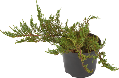 Можжевел.микс, Гор25, Выс50 И в интернет гипермаркете «Планета Лета». Фото