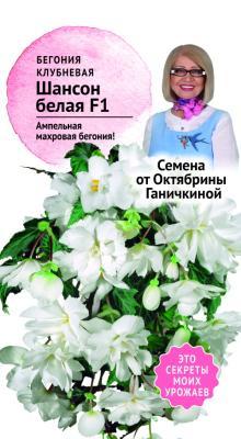 Бегония клубневая Шансон Белая F1 6 шт Ганичкина в интернет гипермаркете «Планета Лета». Фото