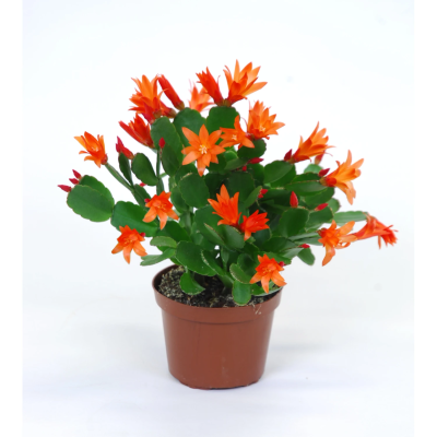 Рипсалидопсис Oranje Гор9 Выс25 в интернет гипермаркете «Планета Лета». Фото