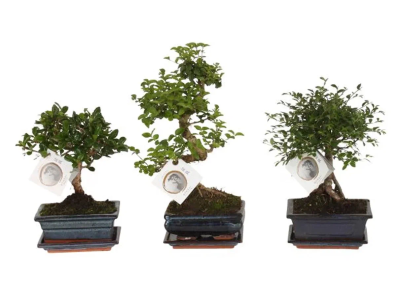 Бонсаи Mix, Гор15, Выс30 в интернет гипермаркете «Планета Лета». Фото