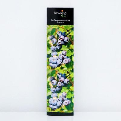 Голубика высокорослая Блюголд 2-летка С2 Выс30 в интернет гипермаркете «Планета Лета». Фото