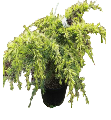 Кедр гималайский Horizon, Гор36, Выс150 в интернет гипермаркете «Планета Лета». Фото