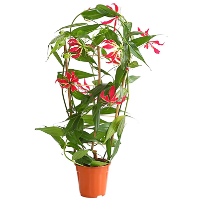 Глориоза Rothschildi, Гор17, Выс80 в интернет гипермаркете «Планета Лета». Фото