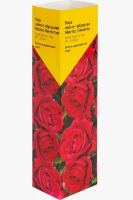 Роза чайно-гибридная Эльторо/ЦКор П в интернет гипермаркете «Планета Лета». Фото