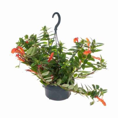 Колумнея Krakatau, Гор18, Выс50 в интернет гипермаркете «Планета Лета». Фото