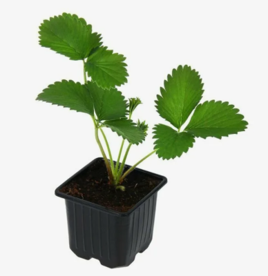 Рассада Земляника ремонтантная Остара, Гор9 М в интернет гипермаркете «Планета Лета». Фото