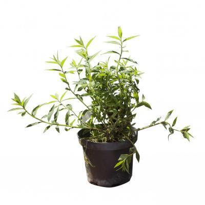 Спирея япон.Albiflora, Гор17, Выс30 в интернет гипермаркете «Планета Лета». Фото