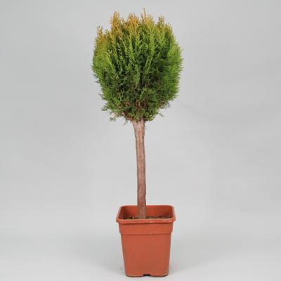 Туя восточ.Aurea Nana штамб, Гор30, Выс100 И в интернет гипермаркете «Планета Лета». Фото