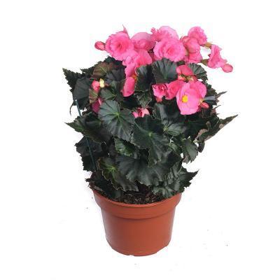 Бегония Bodinia Pink, Гор13, Выс30 в интернет гипермаркете «Планета Лета». Фото