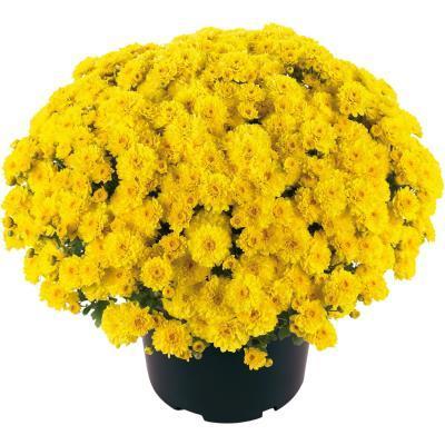 Хризантема мультифлора, Гор19 М в интернет гипермаркете «Планета Лета». Фото