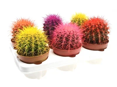 Эхинокактус Grusoni сolor, Гор10, Выс20 в интернет гипермаркете «Планета Лета». Фото