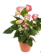 Антуриум Livium, Гор14, Выс50 в интернет гипермаркете «Планета Лета». Фото