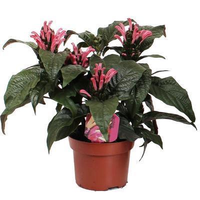 Якобиния, Гор13, Выс30 в интернет гипермаркете «Планета Лета». Фото