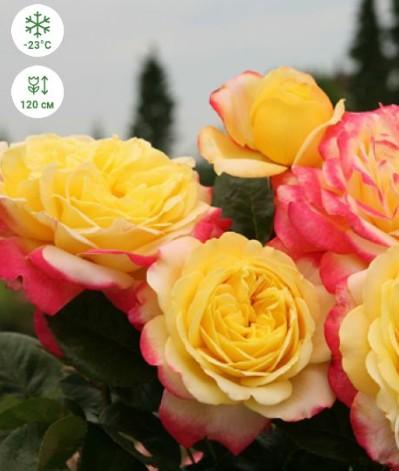 Роза чайно-гибридная Кордес Джубили  в коробке Кут в интернет гипермаркете «Планета Лета». Фото