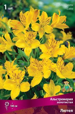 Альстромерия золотистая Лютея П Питомник растений в интернет гипермаркете «Планета Лета». Фото Альстромерия золотистая Лютея П в интернет гипермаркете «Планета Лета». Фото