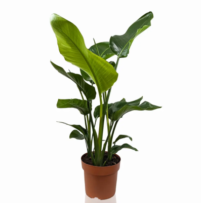 Стрелиция Nicolai, Гор19, Выс100 в интернет гипермаркете «Планета Лета». Фото