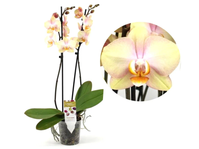 Фаленопсис 2 pp Sparks, Гор12, Выс65 в интернет гипермаркете «Планета Лета». Фото