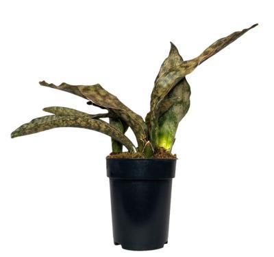 Сансевиерия Black Colar, Гор9, Выс30 в интернет гипермаркете «Планета Лета». Фото