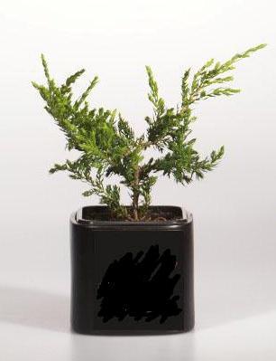 Можжевел.обыкн.Repanda, Гор17, Выс30-40, уц1 в интернет гипермаркете «Планета Лета». Фото