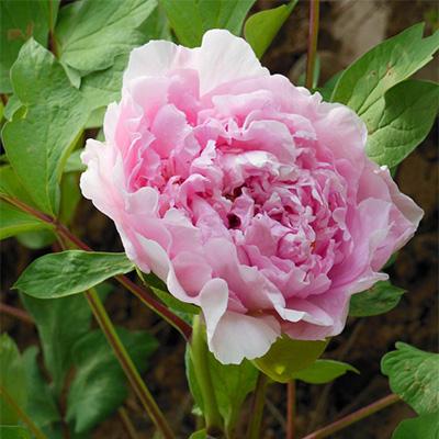 Пион древовидный Розовый Король/ЦКор в интернет гипермаркете «Планета Лета». Фото