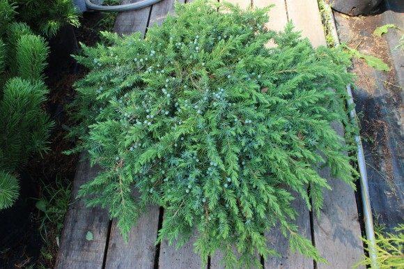 Можжевел.прибреж.Schlager штамб, Гор24, Выс60 в интернет гипермаркете «Планета Лета». Фото