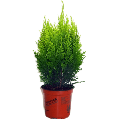 Кипарисовик Л.Alumigold, Гор23, Выс60 в интернет гипермаркете «Планета Лета». Фото