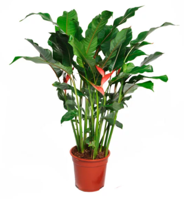 Геликония Olympic Dream, Гор17, Выс90 в интернет гипермаркете «Планета Лета». Фото