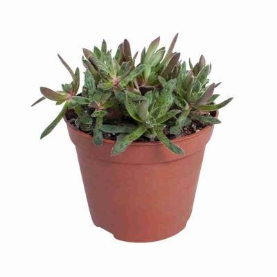 Крассула Schmidtii red, Гор12, Выс20 в интернет гипермаркете «Планета Лета». Фото