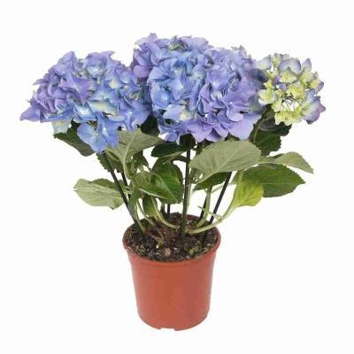 Гидрангея Macrophylla, Гор15, Выс40 в интернет гипермаркете «Планета Лета». Фото