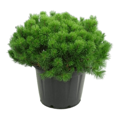 Сосна горная Mughus, Гор19, Выс35 в интернет гипермаркете «Планета Лета». Фото