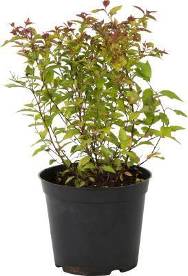 Спирея япон.Firelight, Гор17, Выс30 в интернет гипермаркете «Планета Лета». Фото