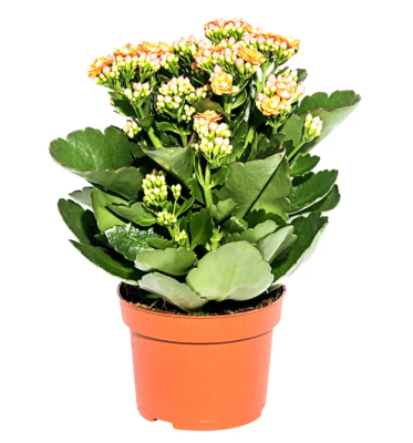 Каланхоэ Calandiva Mix Гор10, Выс24 в интернет гипермаркете «Планета Лета». Фото