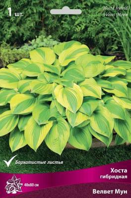 Хоста гибридная Велвет Мун/К Питомник растений в интернет гипермаркете «Планета Лета». Фото Хоста гибридная Велвет Мун/К в интернет гипермаркете «Планета Лета». Фото