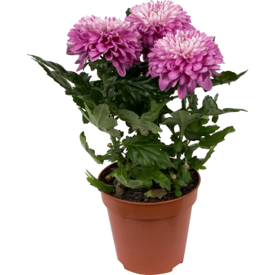 Хризантема Desna, Гор13, Выс35 в интернет гипермаркете «Планета Лета». Фото