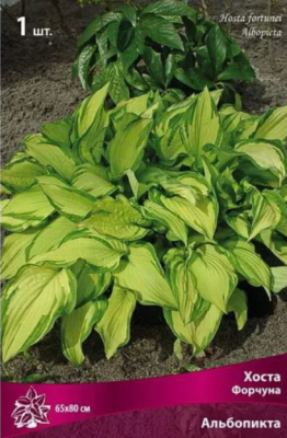 Хоста Форчуна Альбопикта/К Питомник растений в интернет гипермаркете «Планета Лета». Фото Хоста Форчуна Альбопикта/К в интернет гипермаркете «Планета Лета». Фото
