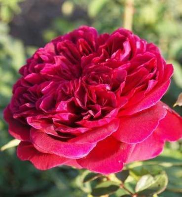 Роза чайно-гибрид Алан Сушон ОКС в интернет гипермаркете «Планета Лета». Фото