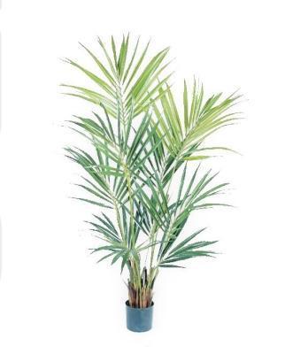 Пальма Кентия (Ховея) 200 см 10.1344N в интернет гипермаркете «Планета Лета». Фото