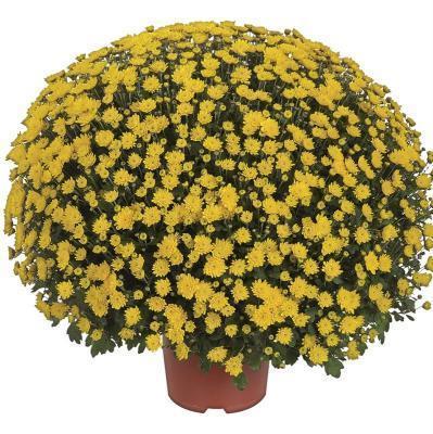 Хризантема ф.шар, Гор23, Выс30 в интернет гипермаркете «Планета Лета». Фото