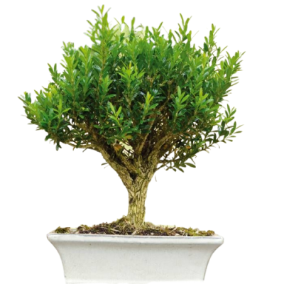 Бонсай Самшит, Гор50, Выс160 в интернет гипермаркете «Планета Лета». Фото