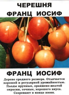 Черешня Франц Иосиф 2-летка С4 140 в интернет гипермаркете «Планета Лета». Фото