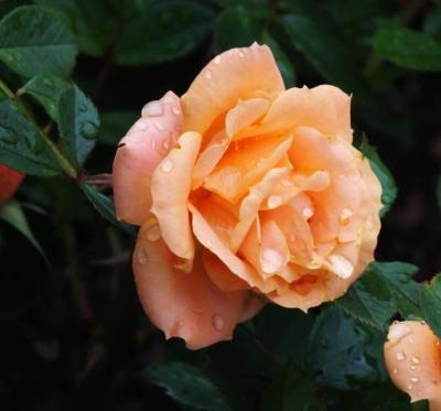 Роза бордюрная Клементина C2 Выс30 в интернет гипермаркете «Планета Лета». Фото