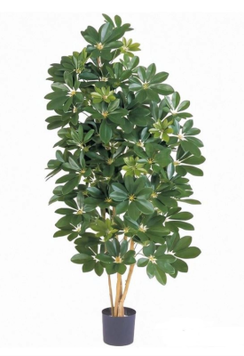 Шеффлера натуральная зелёная 170 см в интернет гипермаркете «Планета Лета». Фото