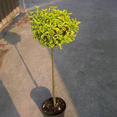 Бирючина японск. Excelsum Superba штамб, Гор30, Выс100 в интернет гипермаркете «Планета Лета». Фото