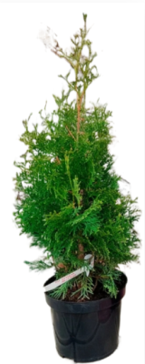 Туя запад.COLUMNA, Гор35, Выс120 в интернет гипермаркете «Планета Лета». Фото