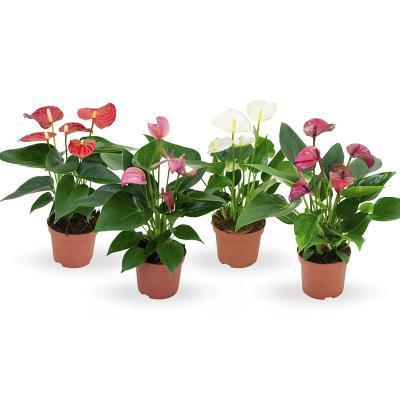 Антуриум Mix, Гор14, Выс60 Уценка!!! в интернет гипермаркете «Планета Лета». Фото