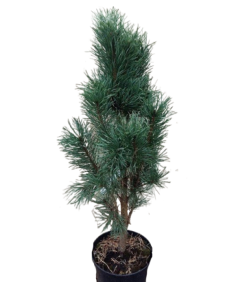 Сосна веймутова Fastigiata, Гор31, Выс100 в интернет гипермаркете «Планета Лета». Фото