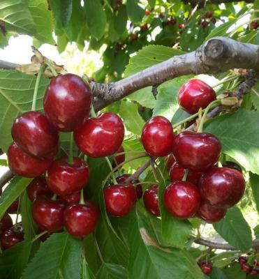 Черешня Крупноплодная 2-летка С4 Выс140 в интернет гипермаркете «Планета Лета». Фото