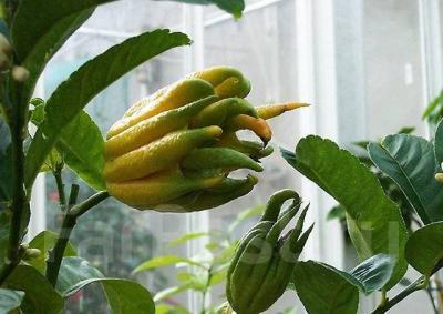 Цитрус MEDICA (CEDRO) "MANO DI BUDDA, Гор27, Выс100 И в интернет гипермаркете «Планета Лета». Фото