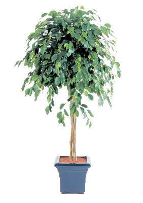 Фикус Бенджамина зонтичный 150 см 2/2 в интернет гипермаркете «Планета Лета». Фото